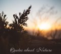 Quotes about Nature